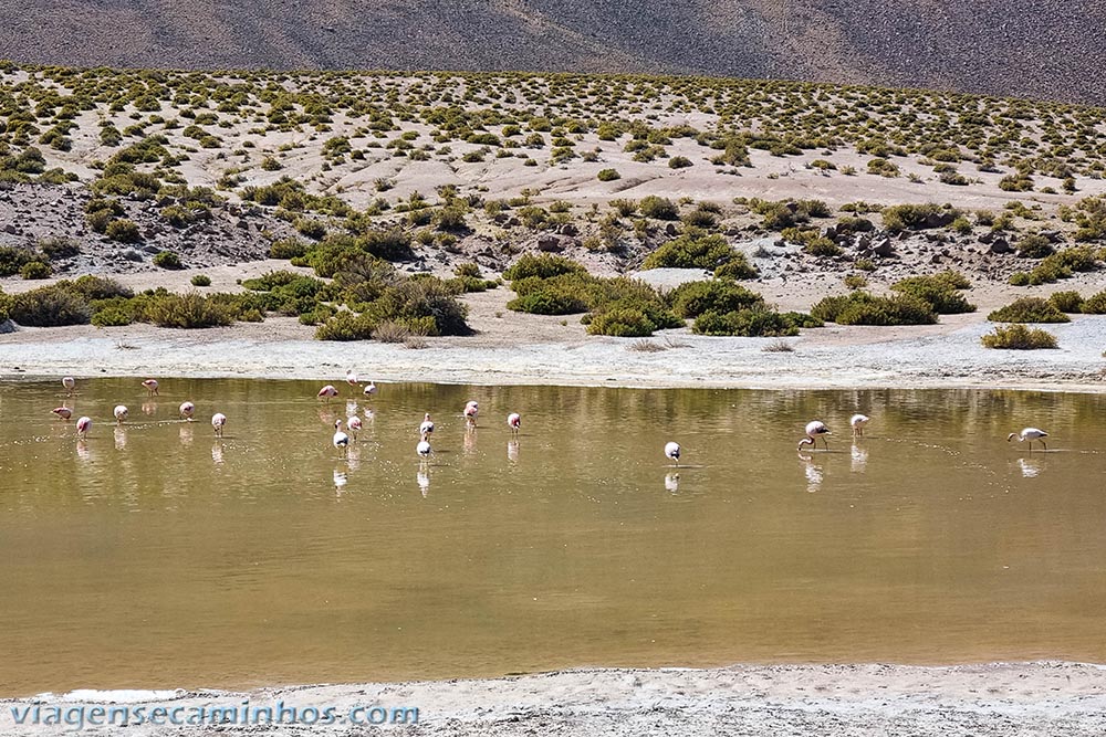 Laguna dos Flamingos - Machuca - Atacama