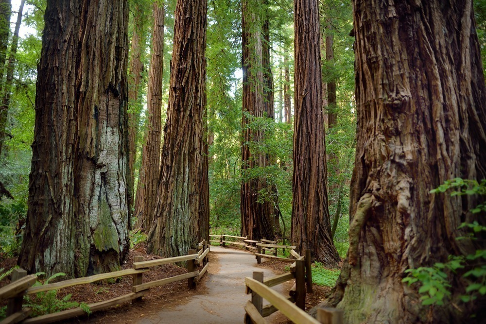 Mui Woods - San Francisco - Califórnia