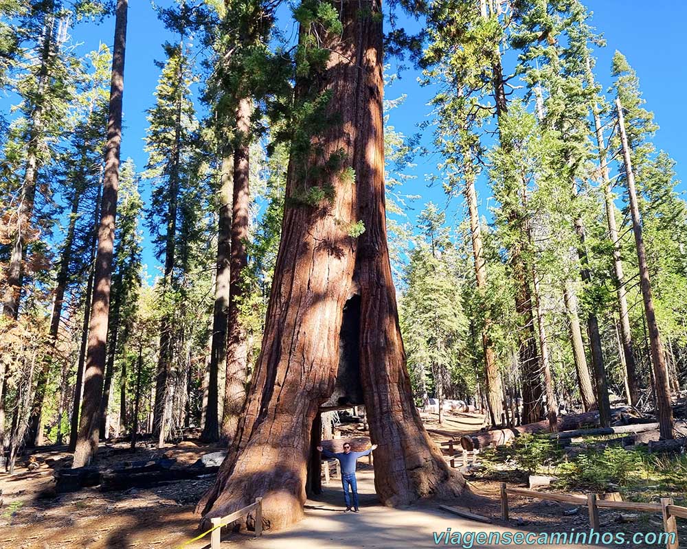 Mariposa Grove - Yosemite National Park