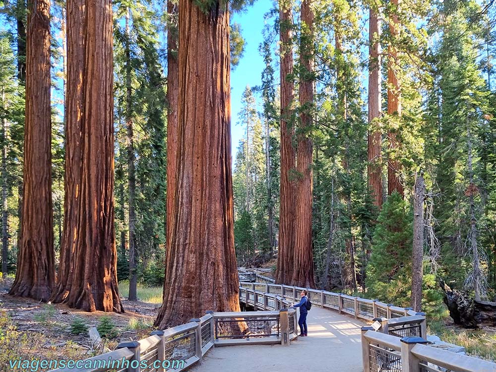 Sequoias em Mariposa Grove - Yosemite National Park