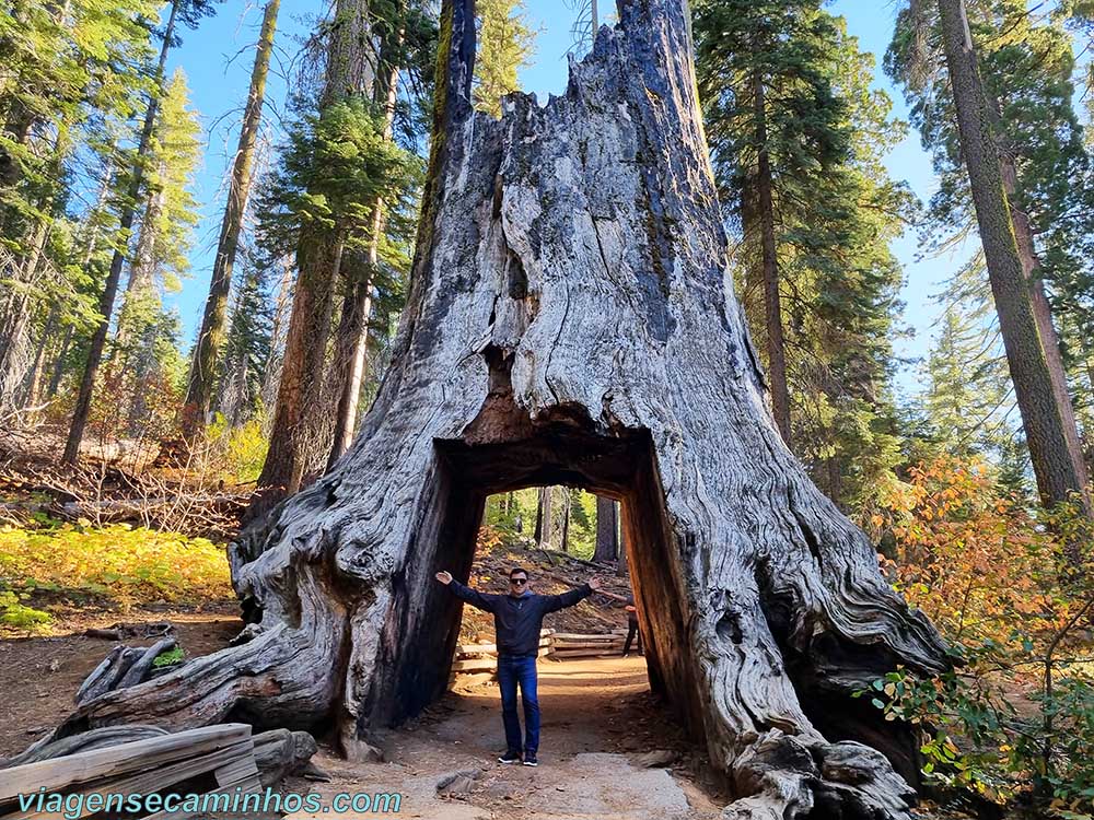 Tuolumne Grove - Yosemite National Park