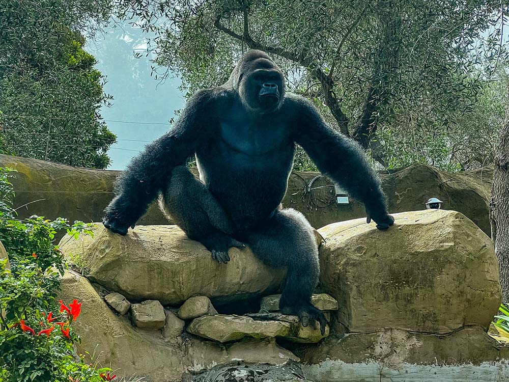 Gorila no Santa Barbara Zoo