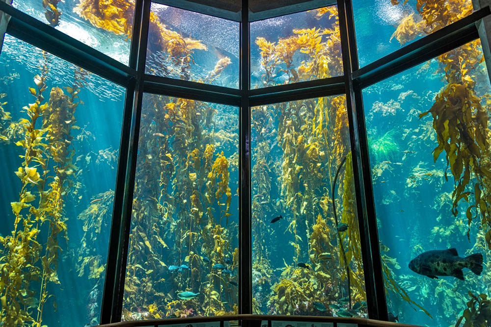 Monterey Bay Aquarium