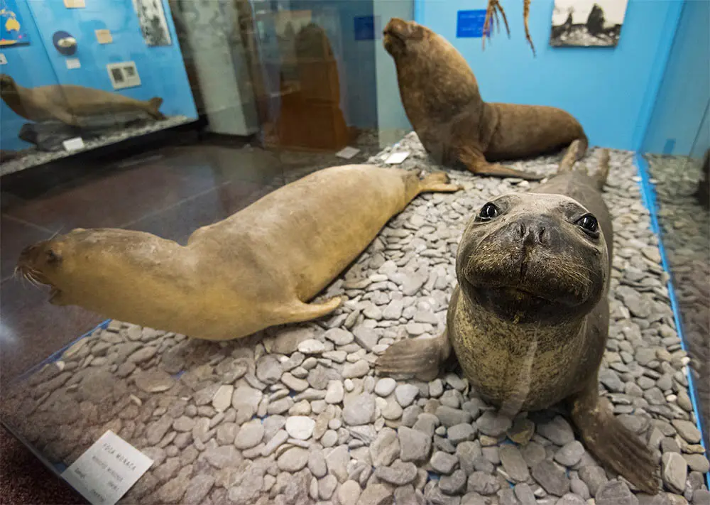 Museu da História Natural de Gênova