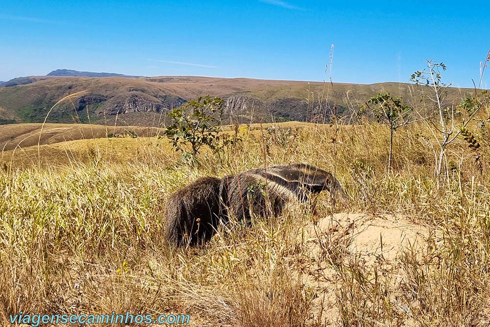 Tamanduá Bandeira na Serra da Canastra