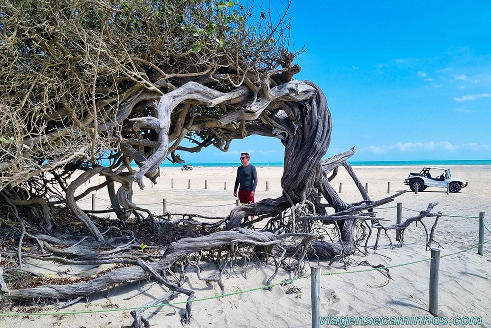 Árvore da Preguiça - Jericoacoara