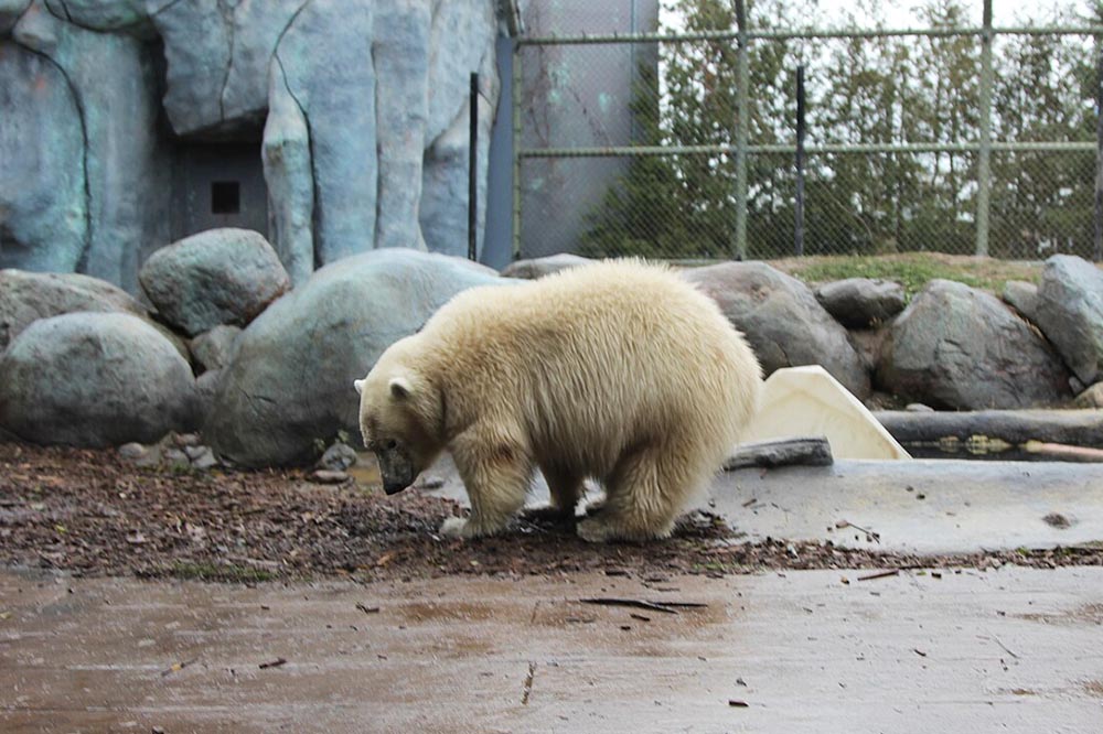 Toronto Zoo