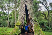 Pinheirão: Maior araucária do Brasil Maior Araucária do Brasil