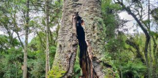 Maior Araucária do Brasil