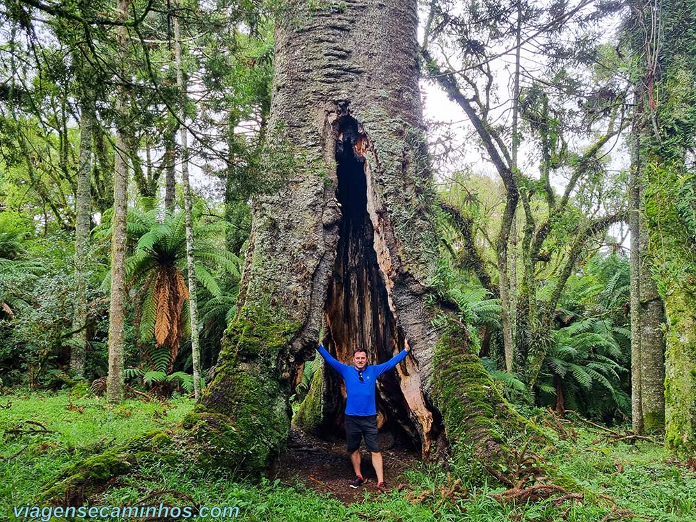 Pinheirão - Maior Araucária do Brasil