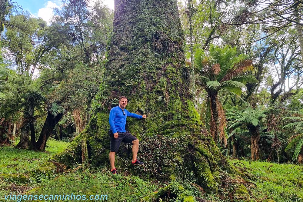 Pinheirão de São Joaquim