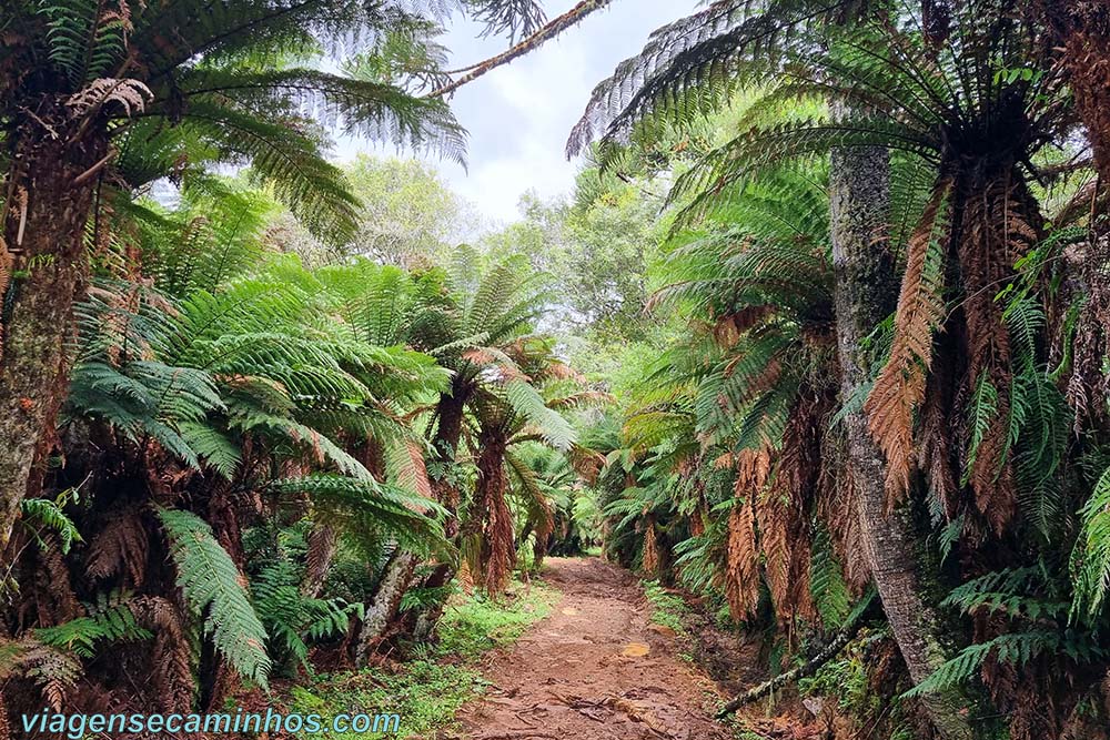 Trilha do Pinheirão - Maior Araucária do Brasil