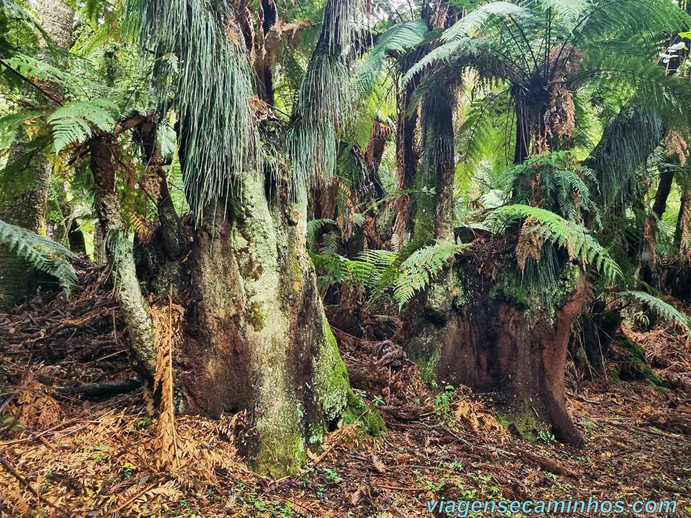 Xaxins na Fazenda Pinheirão
