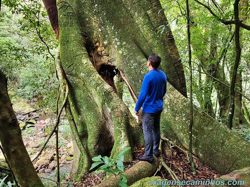 Árvore gigante na trilha da Cascata Quebra Cabo