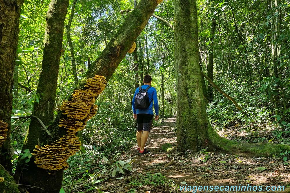 Trilha do Pico Agudo de Sapopema