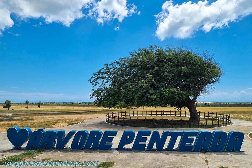 Árvore Penteada - Luís Correia - Piauí