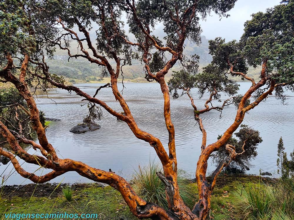 Árvore típica no Parque Nacional Cajas - Equador