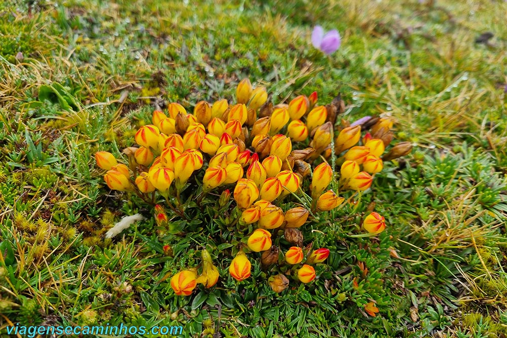 Flores no Parque Cajas - Equador