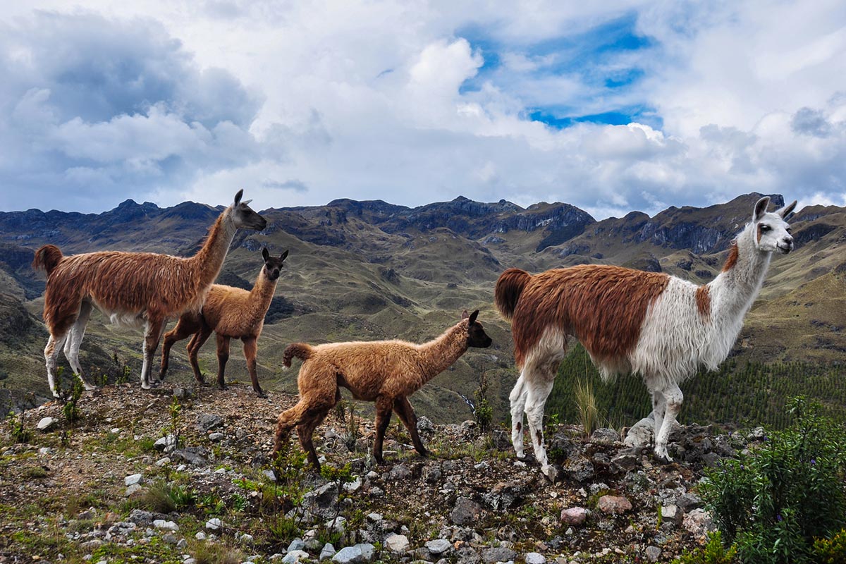 Lhamas no Parque Nacional Cajas - Equador