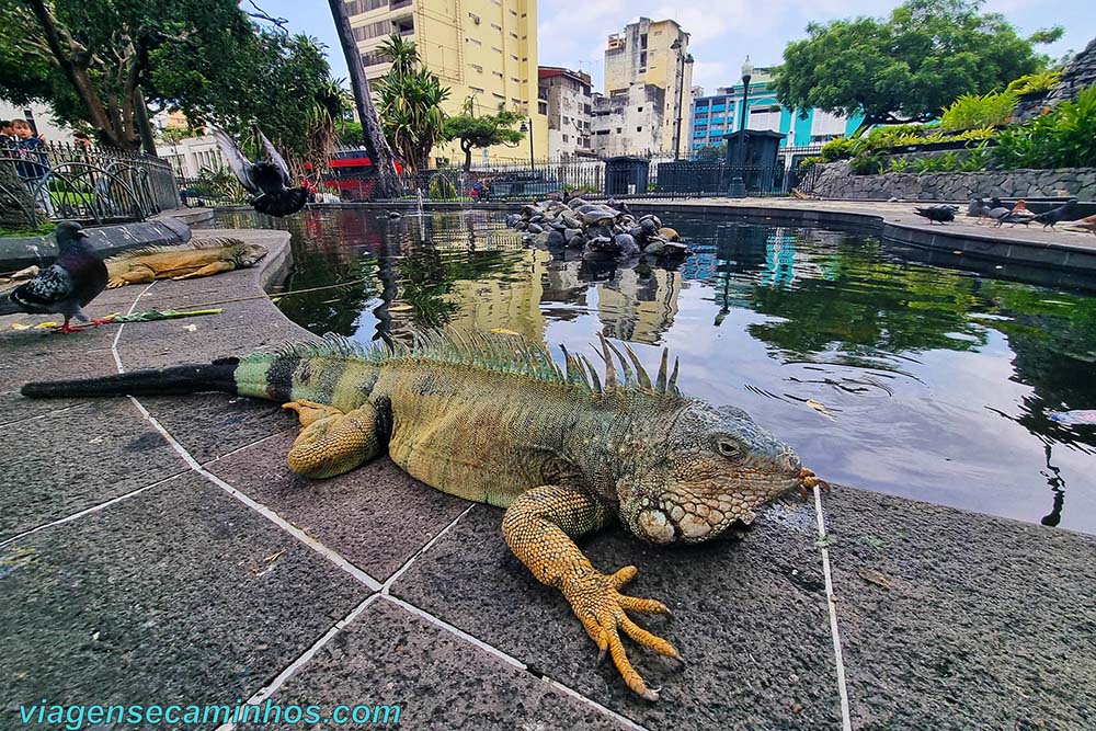Praça das Iguanas - Guaiaquil
