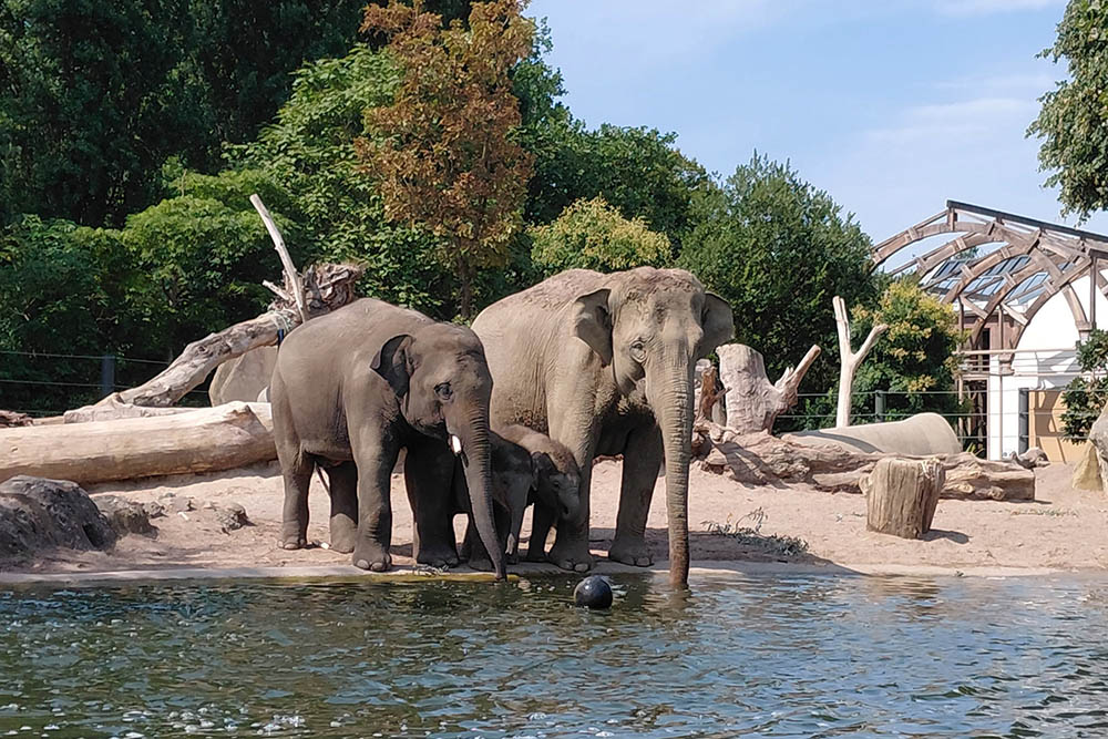 ARTIS – Zoológico de Amsterdã